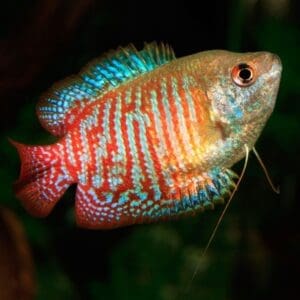 Colisa Lalia Macho 5-5.5 cm