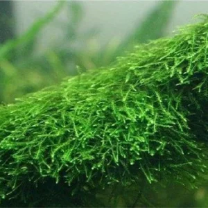 Taxiphyllum Barbieri MOSS