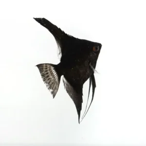 ESCALAR NEGRO 3-4 CM