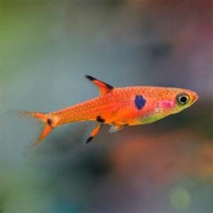 RASBORA MACULATA 1-1.5 CM