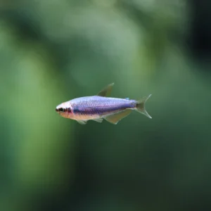 TETRA EMPERADOR AZUL LEUCISTICO 2.5-3 CM