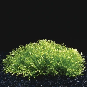 Riccia fluitans (in vitro)