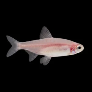Borrachito Dorado 2.5-3 cm