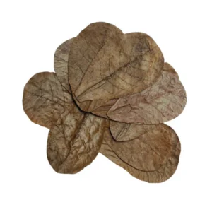 Hoja de Terminalia Catappa 5/10CM CADA UNIDAD