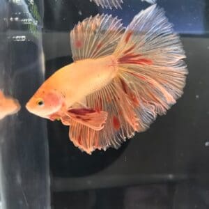 BETTA MACHO MEDIA LUNA ARMAGEDON 5-6 CM