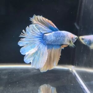 BETTA MACHO SUPERDELTA CLASE A 5-6 CM