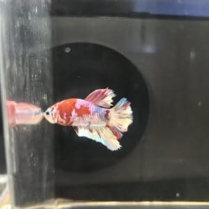 BETTA MACHO PLAKAT RED MILKY WAY 4-5 CM