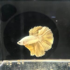 BETTA MACHO MEDIA LUNA ORO 5-6 CM