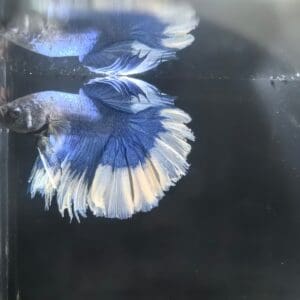 BETTA MACHO MEDIA LUNA BUTTERFLY AZUL 5-6 CM