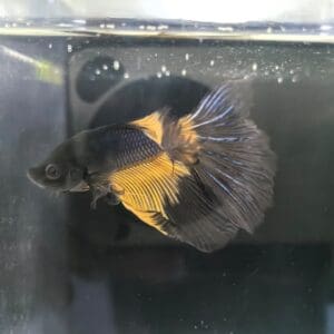 BETTA MACHO MEDIA LUNA MUSTARD GAS 6-7 CM