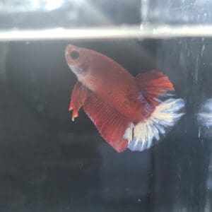 BETTA MACHO PLAKAT MEDIA LUNA ROJA FANCY 5-6 CM