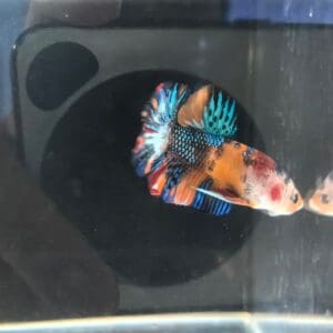 BETTA MACHO PLAKAT KOI CANDY 4-5 CM