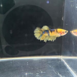 BETTA HEMBRA MEDIA LUNA BLUE TIGER GRADO A