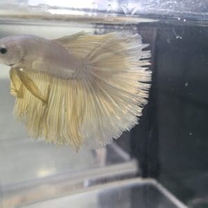 BETTA MACHO MEDIA LUNA ORO 5-6 CM