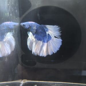 BETTA MACHO MEDIA LUNA BUTTERFLY AZUL 5-6 CM