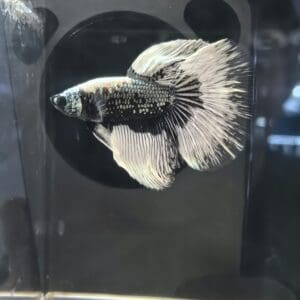 BETTA MACHO SUPERDELTA CLASE A 5-6 CM