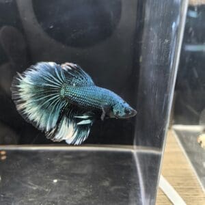 BETTA MACHO SUPERDELTA TURQUESA 5-6 CM