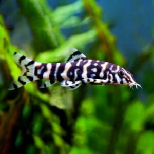 Botia Lohachata 3.5-4 cm