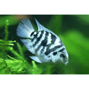 Ciclido Loro Tigre Azul 3-3.5 cm