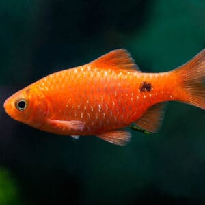 Barbo Rosado 3.5-4 cm