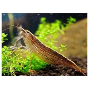 GAMBA FILTRADORA ATYOPSIS MOLUCCENSIS 4-5CM