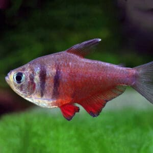 Tetra Llama 2-2.5CM
