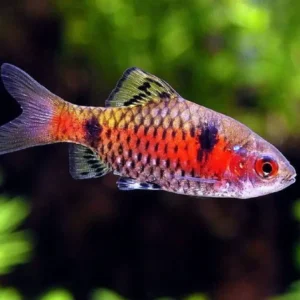 BARBO ODESSA 2.5-3 CM
