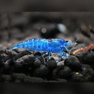 BLUE  DREAM (NEOCARIDINA SP.)