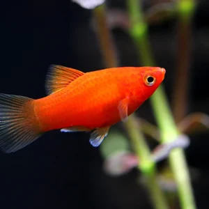 PLATY CORAL RED DARK 3-3.5 CM