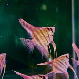 ESCALAR ALTUM PERUENSIS 4-5 CM