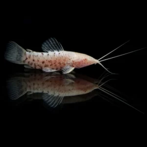 PEZ GATO ACORAZADO ALBINO HOPLOSTERNUM 3-4 CM