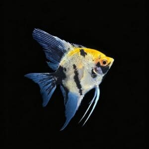 ESCALAR RED DEVIL MARMOL 3-4 CM