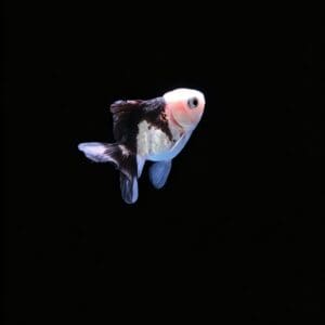 ORANDA PANDA 4-5 CM