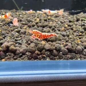 RED PINTO (CARIDINA SP.)