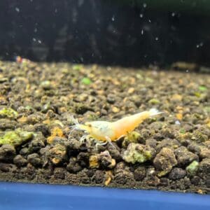 GOLDEN BEE (CARIDINA SP.)