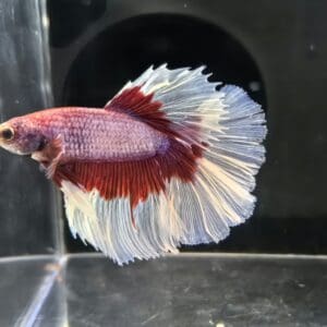 BETTA MACHO MEDIA LUNA COMPETITION GRADE 5-6 CM