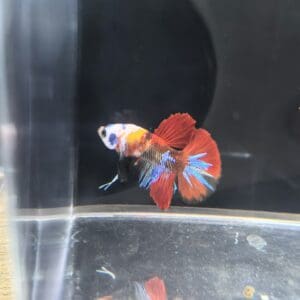 BETTA MACHO PLAKAT MEDIA LUNA KOI
