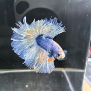 BETTA MACHO SUPERDELTA CLASE A 5-6 CM