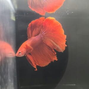 BETTA MACHO MEDIA LUNA ALL VELVET RED 5-6 CM