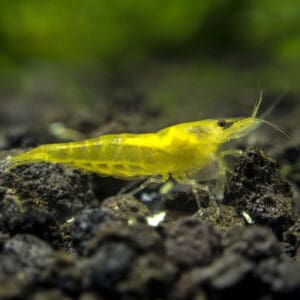 YELLOW FIRE NEOCARIDINA