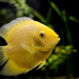 CICHLASOMA SEVERUM ORO 2.5-3 CM