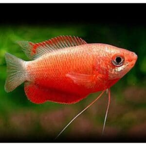 COLISA CHUNA ROJA 4-5 CM