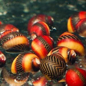 CARACOL PICASSO