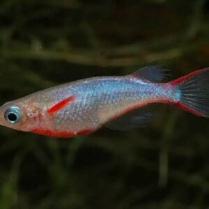 ORYZIAS WOWORAE 1-2 CM