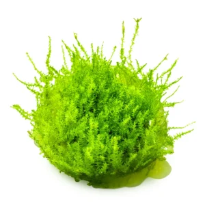 Surtido musgos (in vitro)