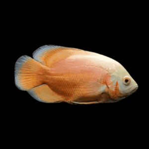 OSCAR ALBINO ROJO 4-5 CM
