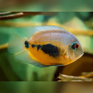 UARU AMPHIACATHOIDES 4-5 CM