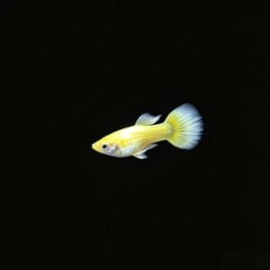 GUPPY MACHO FULL GOLD 3-4 CM