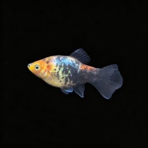 PLATY CORAL SUNSET CALICO 4-5 CM