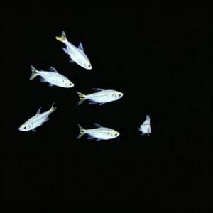 TETRA CONGO AMARILLO 4-5 CM
